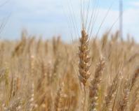 Поздние внекорневые подкормки озимой пшеницы