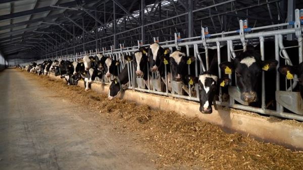 Молочные успехи Башкортостана 2025