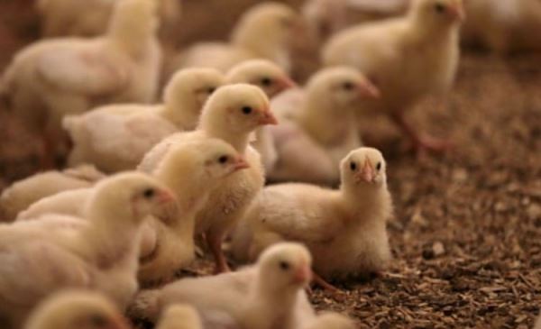 О динамике в российском животноводстве: актуальные данные МСХ РФР