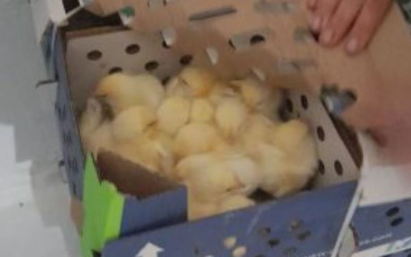 Из Франции в Мордовию доставили партию импортных цыплят