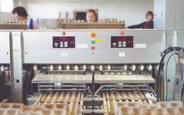 В Башкортостане производство куриных яиц в этом году выходит на 950 миллионов штук