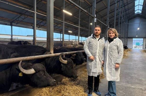 На Ставрополье директору Молочного союза России представили уникальный буйволиный комплекс