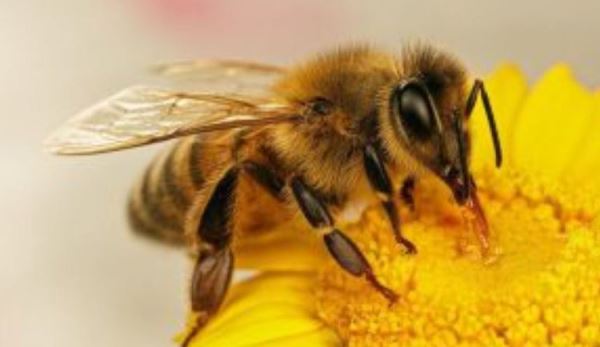 За неучет пчел к штрафам приготовиться! Сколько придется заплатить?