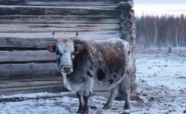 «Якутский скот» — уникальное предприятие — официально включено в государственный племенной реестр