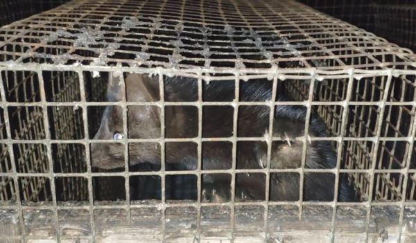 Звероводство на перепутье. Фильм &laquo;Цена меха&raquo; высветил шокирующую жестокость