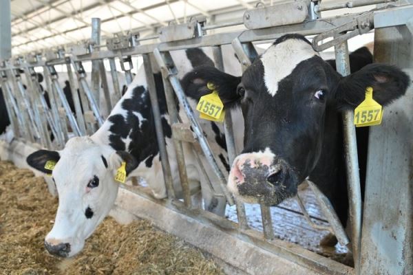 В Рязанской области племенное животноводство — одно из самых перспективных направлений