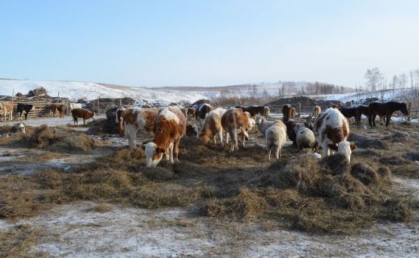 Сколько сельхозживотных зимует в Забайкалье этой зимой