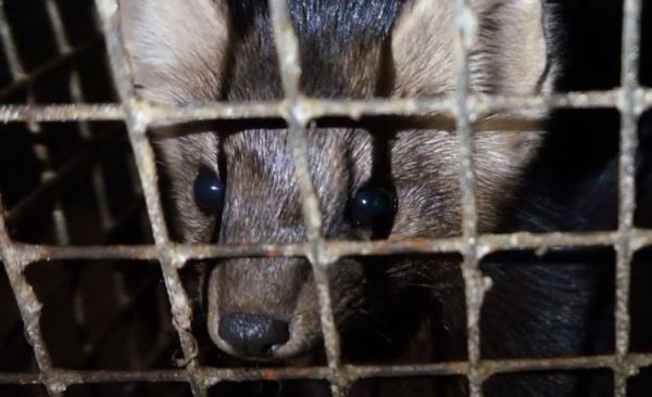 Звероводство на перепутье. Фильм &laquo;Цена меха&raquo; высветил шокирующую жестокость