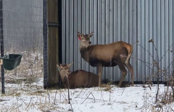 В Подмосковье впервые начали разводить благородных оленей