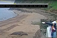 Туристы забросали морское животное камнями и были объявлены в розыск