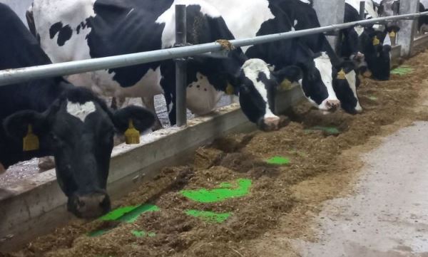 В вологодской деревне доить коров будут отечественные «Волшебники»