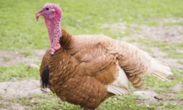 Россельхознадзор открыл малайзийский рынок для экспорта мяса и субпродуктов индейки