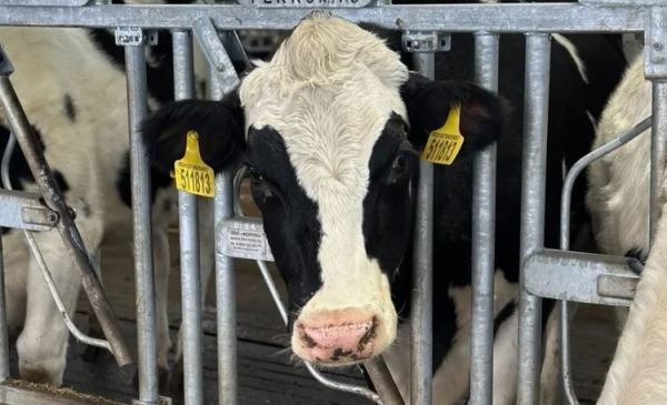 В Оренбуржье утвердили программу развития молочной отрасли на период 2026–2030 годов