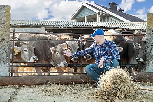 В США выявили новый случай гриппа птиц у КРС