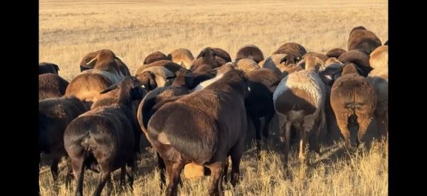 Первый российский племрепродуктор гиссарской породы овец открылся в Астраханской области