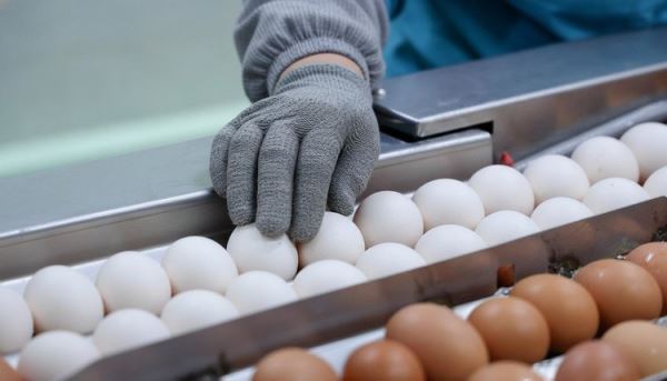 Частные птицеводы в Кабардино-Балкарии успешно конкурируют с птицефабриками по куриному яйцу