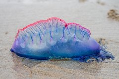 Трое российских туристов пострадали от опасных медуз