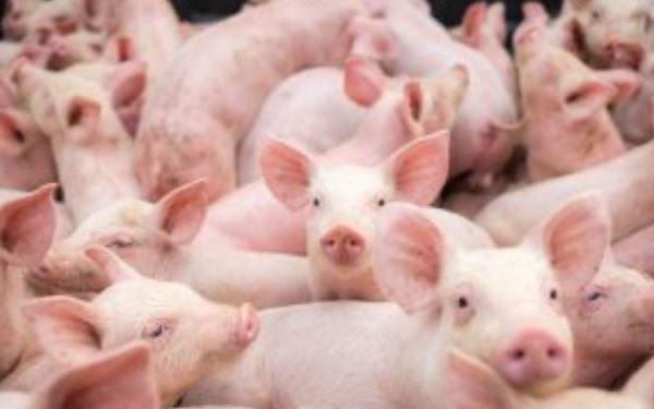 Россельхознадзор открыл рынок Филиппин для российской свиноводческой продукции