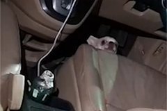 Замешанная в скандале с марихуаной в Таиланде россиянка оставила собаку в машине на жаре