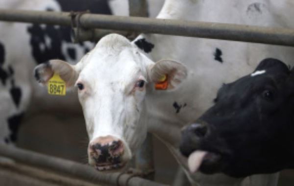 Липецкая область получит 18 млн рублей на развитие геномной селекции в племенном животноводстве