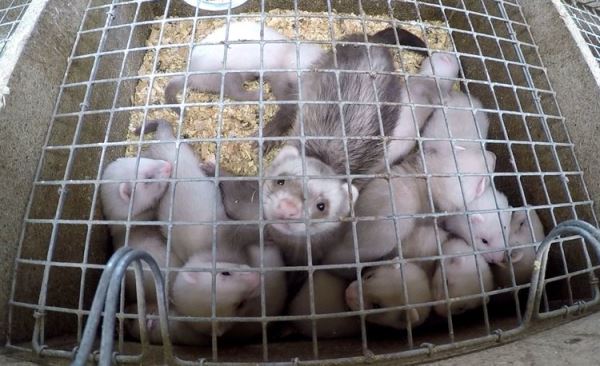 Звероводство на перепутье. Фильм &laquo;Цена меха&raquo; высветил шокирующую жестокость