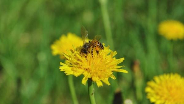 Производство пыльцы выгоднее меда