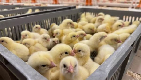 Площадка нового формата по выращиванию бройлеров без клеток в системе «пусто-занято» открылась в Нижегородской области