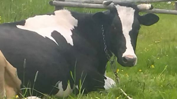 Российское животноводство получило страховку от терроризма и диверсии