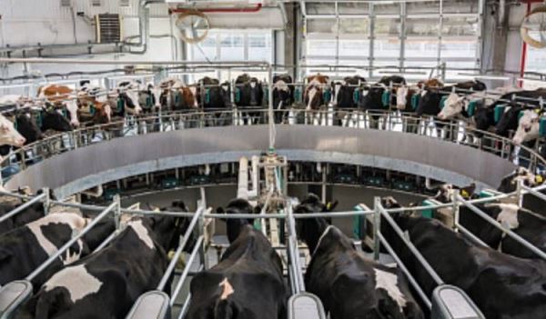 ДНР внедряет цифровые технологии в молочное животноводство