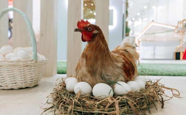 В Чувашии за десять месяцев произведено свыше 457 млн яиц