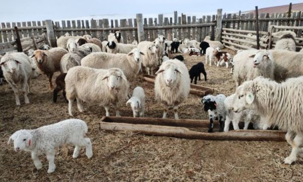 На два племрепродуктора стало больше в Забайкальском крае в 2025 году