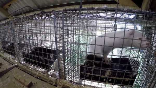 Звероводство на перепутье. Фильм &laquo;Цена меха&raquo; высветил шокирующую жестокость